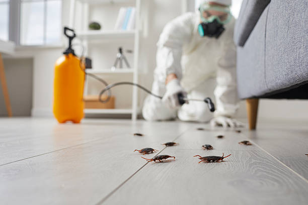 Post-Treatment Bed Bug Interceptor Monitoring in Corning